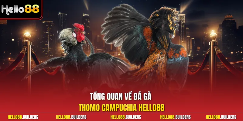 Tổng quan về đá gà Thomo Campuchia Hello88
