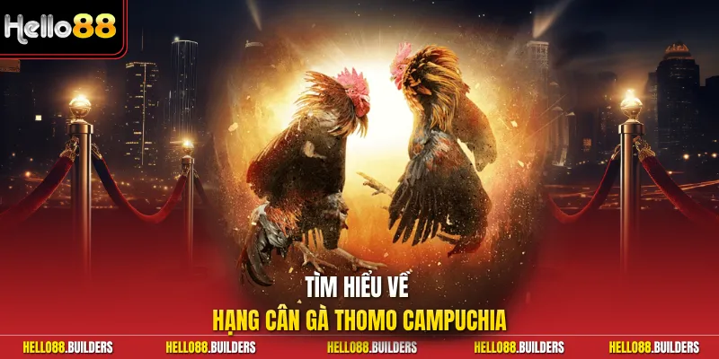Tìm hiểu về hạng cân gà Thomo Campuchia